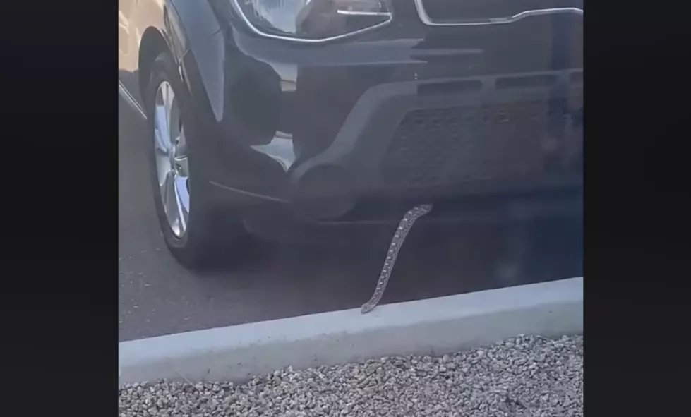 Watch This Snake Sneakily Slither Its Way Out The Front Of This SUV
