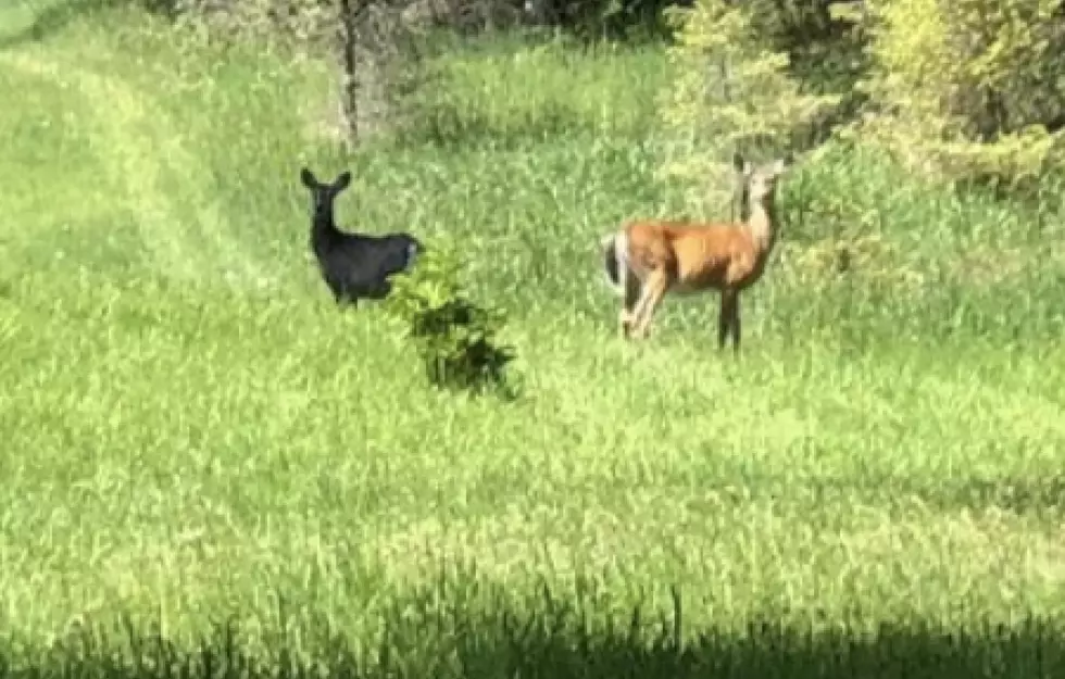 Shocking Photo Shows Rare Black Deer Near Wooded Area