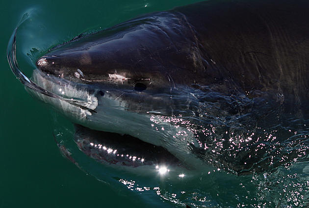 Great White Shark Stuns Fishermen, Looks Like &#8216;Jaws&#8217; [NSFW-VIDEO]