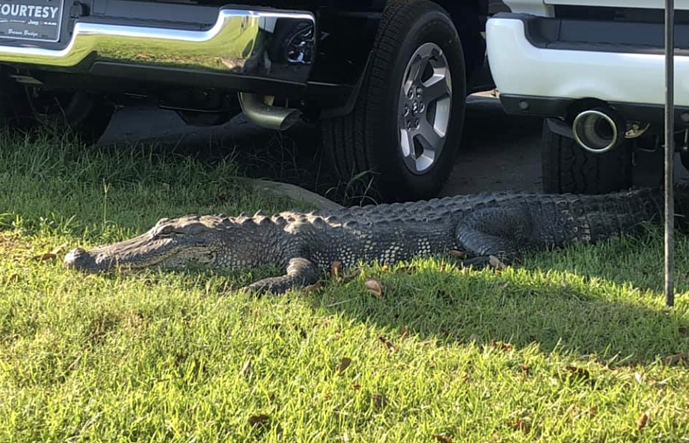 Alligator Caught Casually Browsing The Lot At A Breaux Bridge Dealership