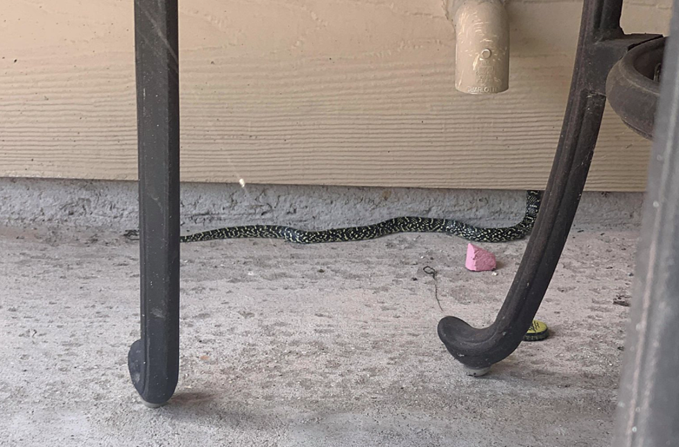 Baton Rouge Woman Films Snake As It Slithers Into The Wall Of Her Home