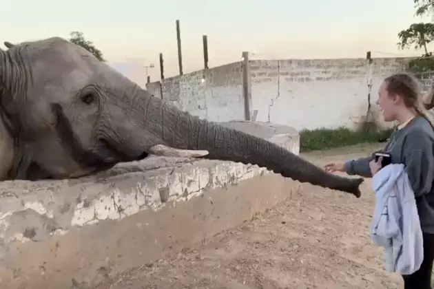 Elephant Smacks Tourist With Trunk [VIDEO]