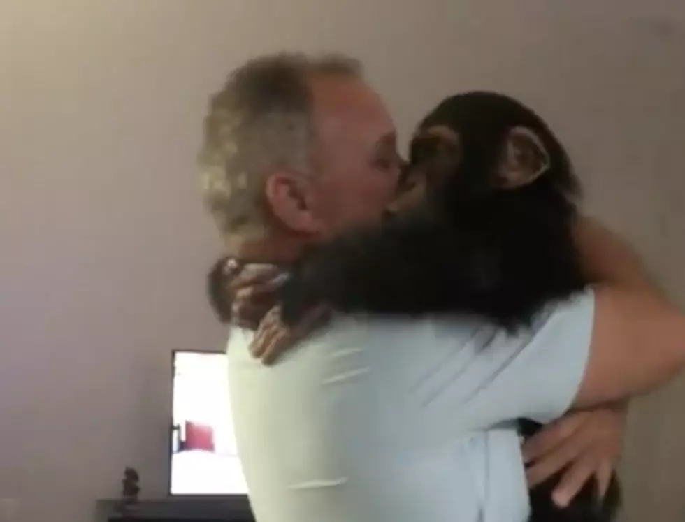 Chimp Can’t Contain Excitement When Reunited With Foster Parents [VIDEO]