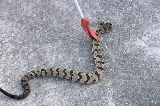 Huge Rattlesnake Caught In South Louisiana [PHOTOS]