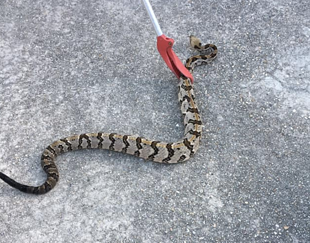 Huge Rattlesnake Caught In South Louisiana [PHOTOS]