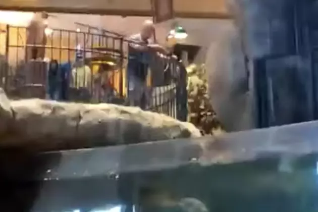 Man Jumps Into Aquarium, Then Climbs Out [VIDEO]