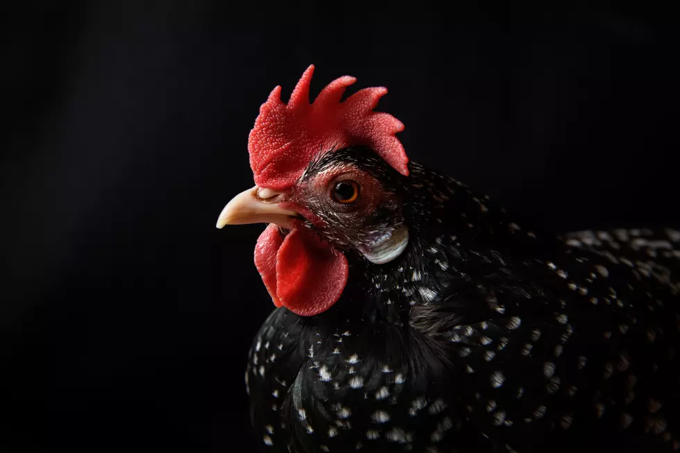 CDC Says To Not Kiss Or Snuggle With Chickens