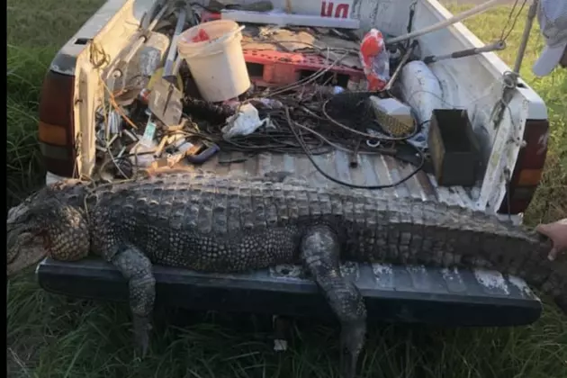 Huge Alligator Caught In City Limits of Mamou [PHOTOS]