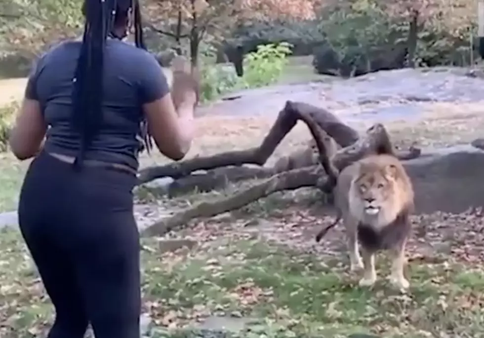Woman Enter Lion’s Den At Zoo [VIDEO]