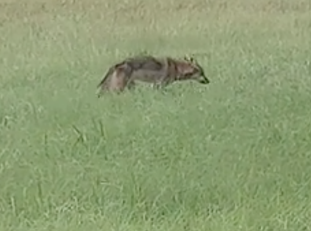 Wild Coyote Spotted In The Middle Of Lafayette [VIDEO]