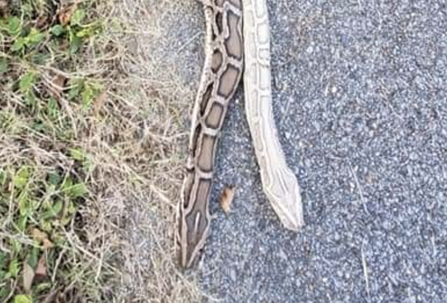 Two Large Snakes Found In South Louisiana