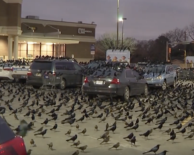 Large Blackbirds Swarm Houston Parking Lot [VIDEO]