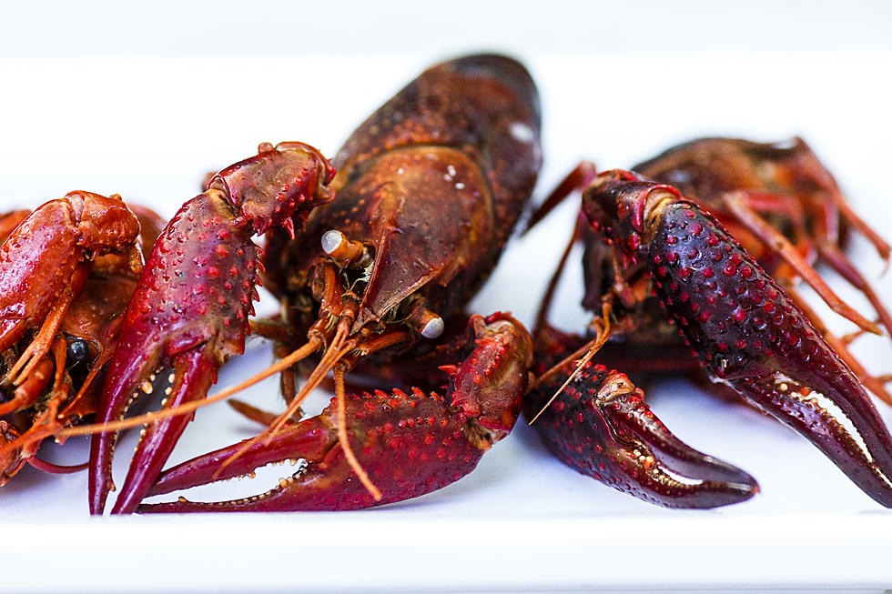 Things Get Hot In The Crawfish World