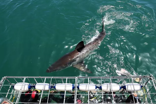 Diver Spots Great White Shark Off The Coast of Orange Beach, AL [VIDEO]