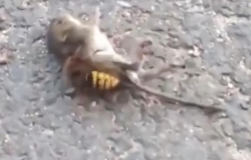 Asian Murder Hornet Attacks and Kills Rat In Seconds [VIDEO]