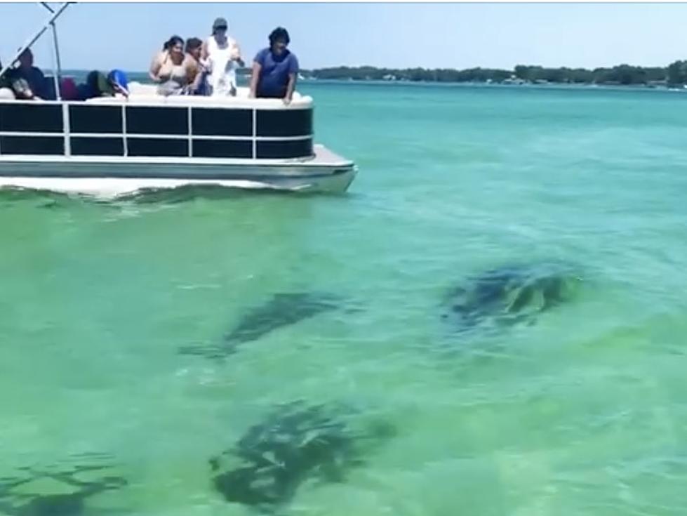 Hammerhead Sharks Show Up at Crab Island in Destin, FL [VIDEO]