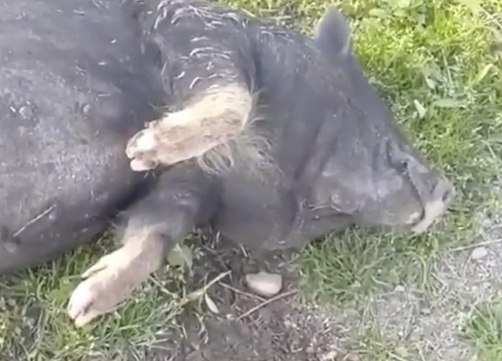 Pig Found ‘Drunk’ After Eating Too Much Fermented Corn [NSFW-VIDEO]