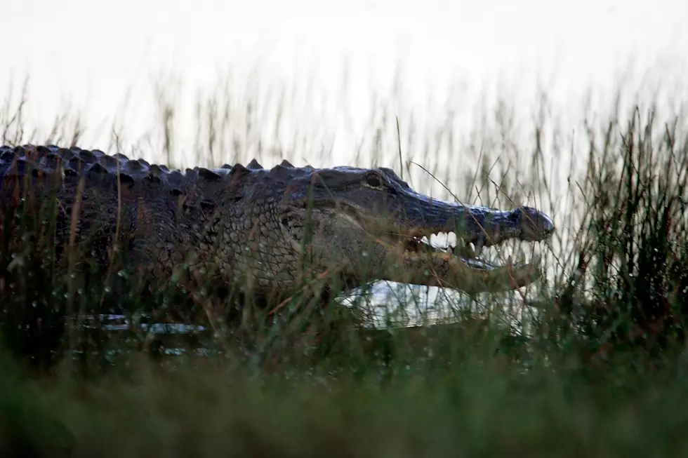  Huge Gator Spotted in Gulf Shores After Hurricane