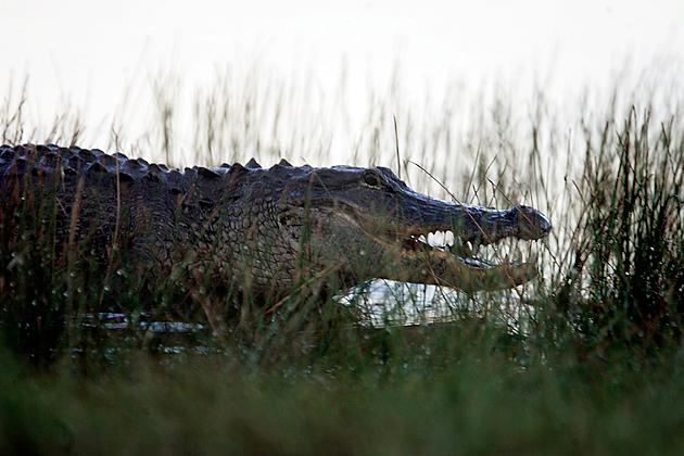 Huge Alligator Spotted in Gulf Shores Neighborhod After Hurricane Sally [VIDEO]