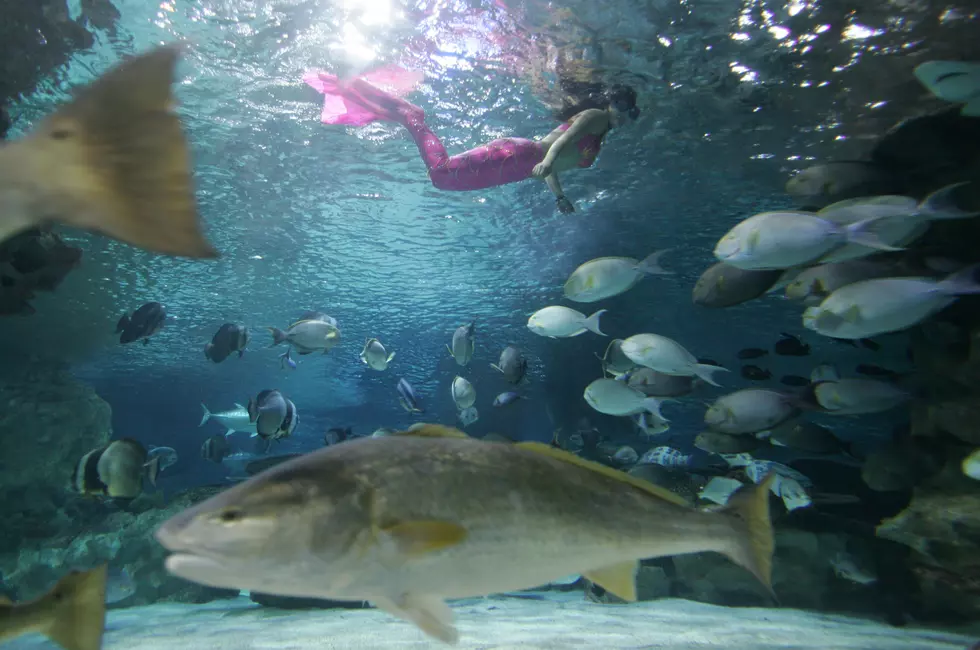 New 16,000-Square-Foot Aquarium Coming To Mall Of Louisiana