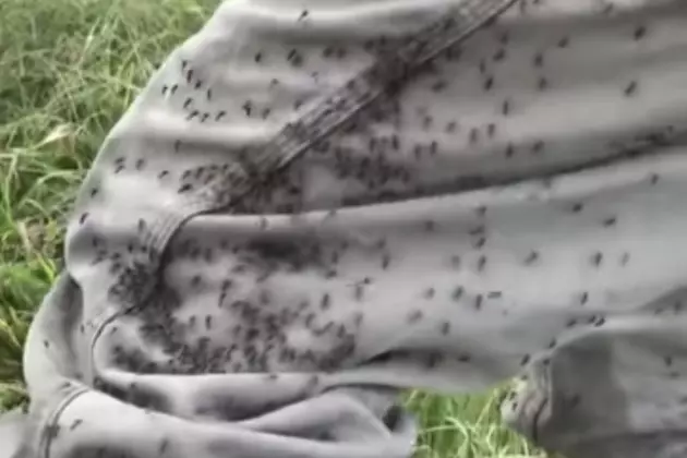 Local Cattleman Posts Video of Mosquitoes Swarming in Acadia Parish [VIDEO]