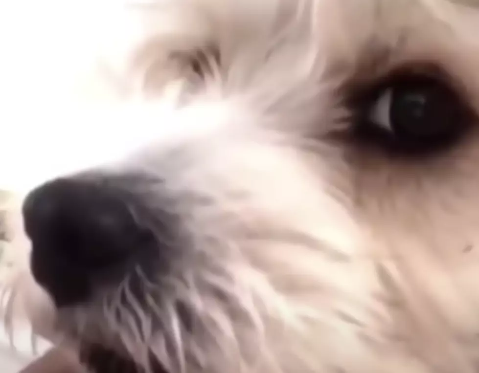 Dog’s Side Eye Indicates It Is Aware of COVID-19 [VIDEO]
