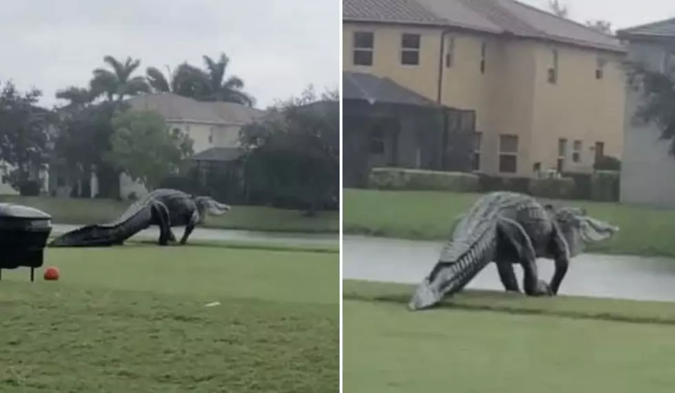 Huge Alligator Casually Strolls Across a Golf Course