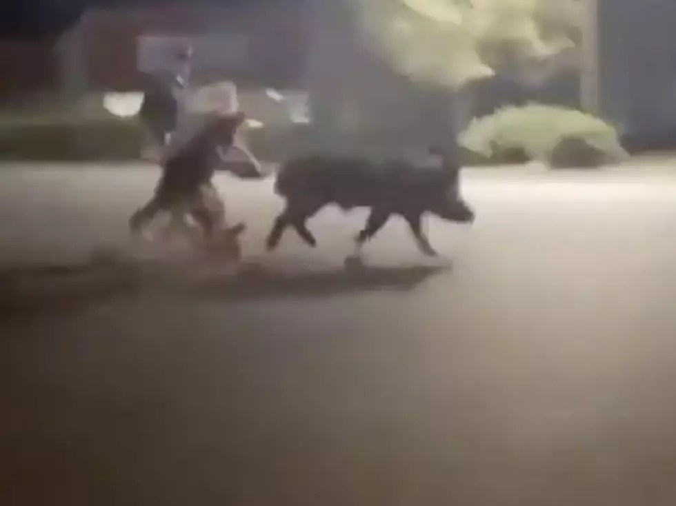 Folks Attempt to Catch Hog on The Loose in City [VIDEO]