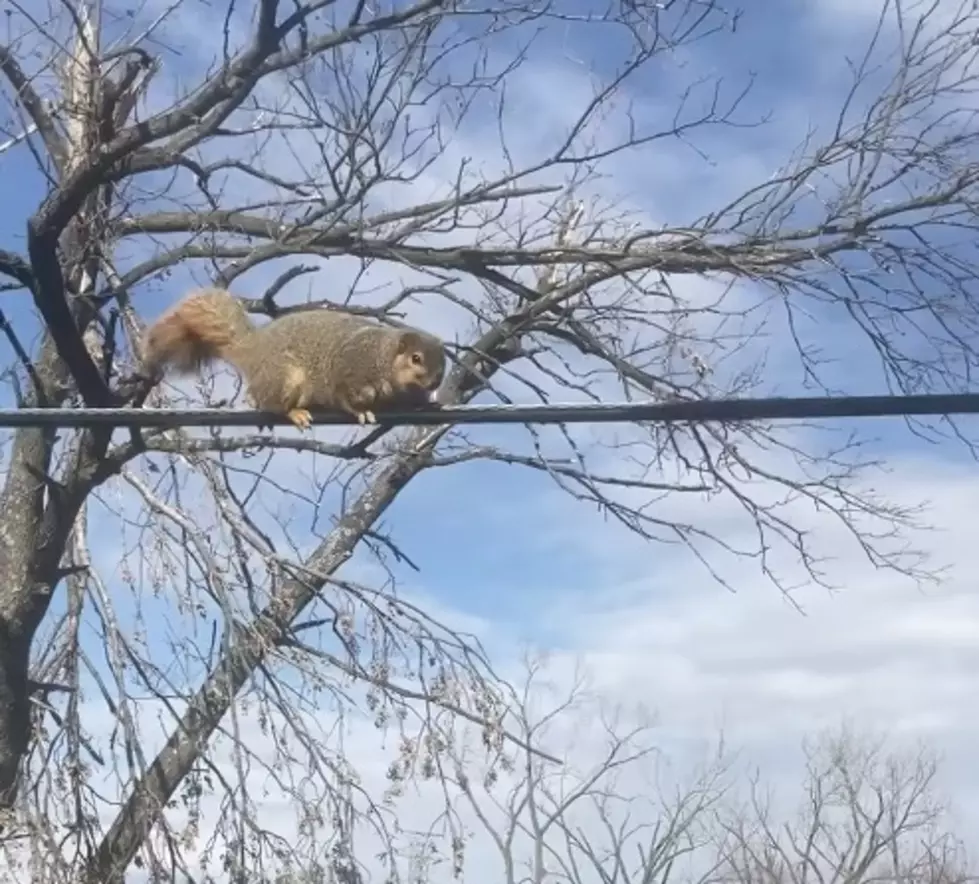 Huge Squirrel Spotted Walking Across Wire [VIDEO]
