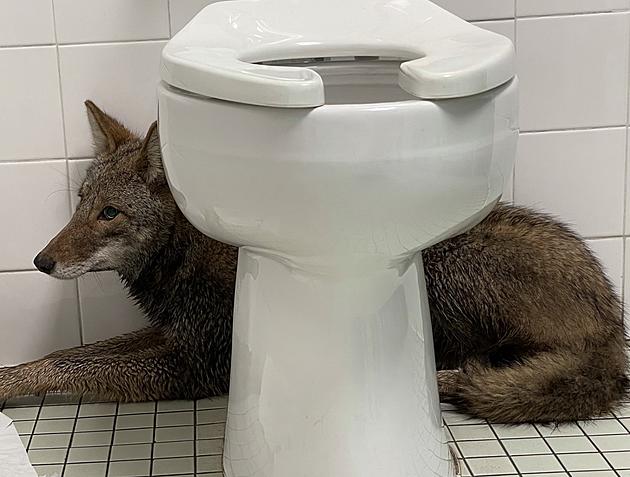 Police Officers Removed Coyote From School Restroom [PHOTOS]