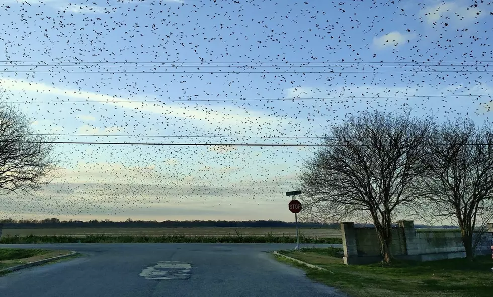 Photo Shows Large Number of ‘Black Birds’ Over South Louisiana Town