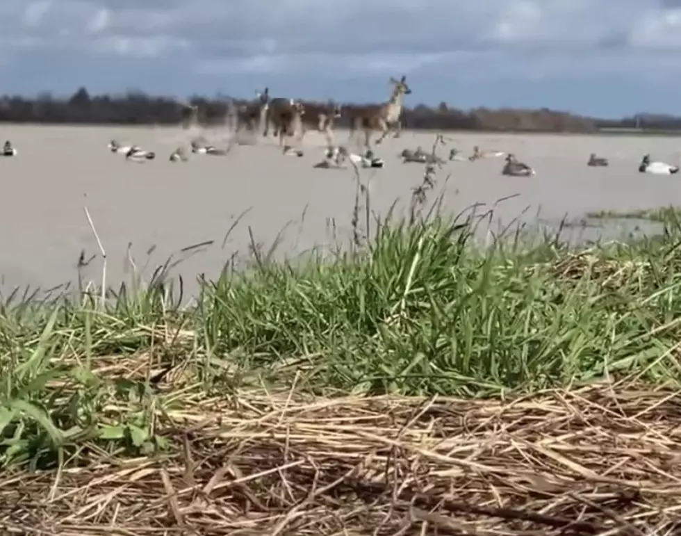Watch Several Deer Run Through a Duck Hunter’s Decoys [VIDEO]