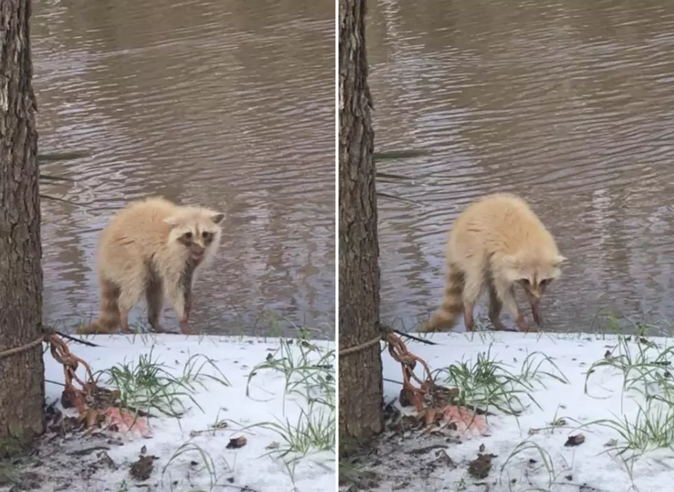 This Albino Raccoon Walking Along A Snowy Bayou Is Further Proof That Things Are Just Weird Right Now
