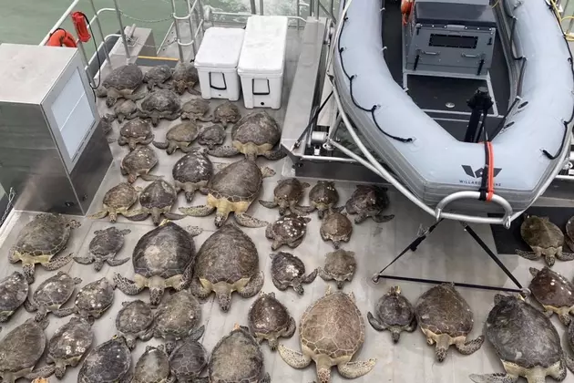Texas Game Wardens Rescue 141 Sea Turtles in Frigid Conditions [PHOTOS]