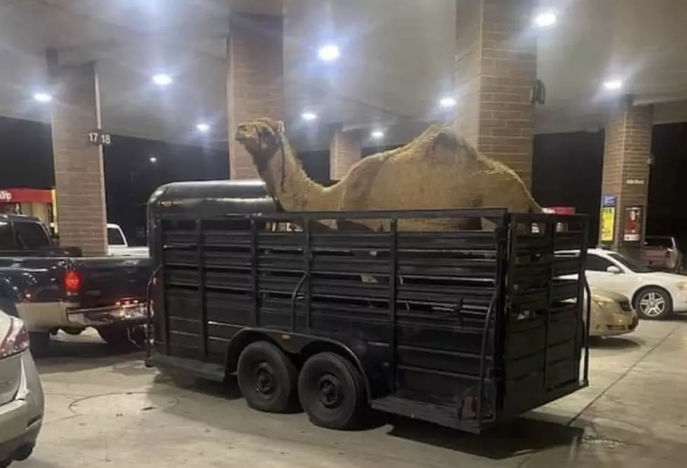 Social Media Had a Lot of Stimulus Check Jokes After This Camel Was Spotted At a Lafayette RaceTrac