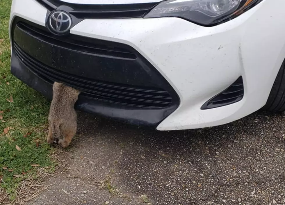 Trustees Remove Bobcat From Bumper of Car [PHOTOS]