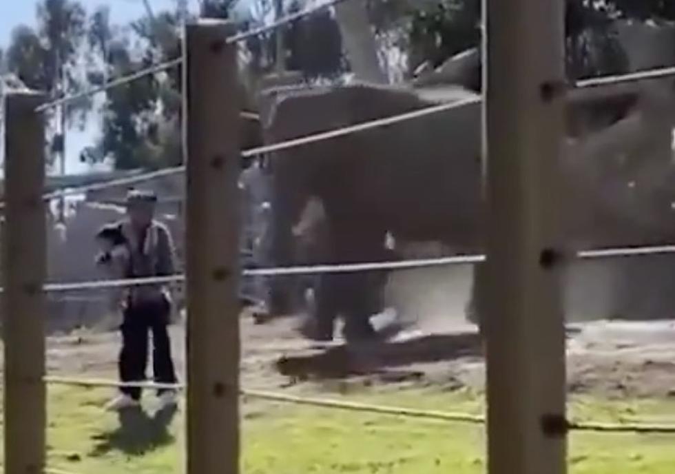 Elephant Charges After Man and Child After They Enter Its Habitat [VIDEO]