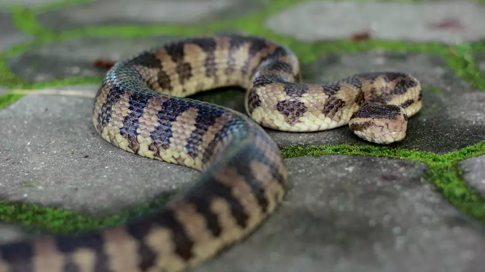 Louisiana Reptile Expert Says This is the One Thing You Shouldn’t Do if You See a Snake