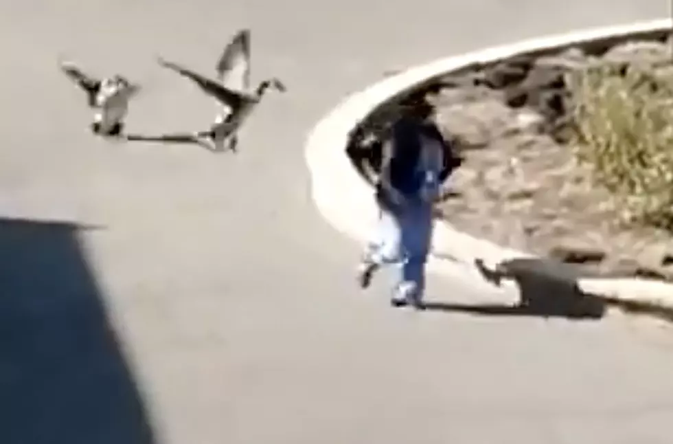 Geese Chase Person Showing Up for Work at Hospital [VIDEO]