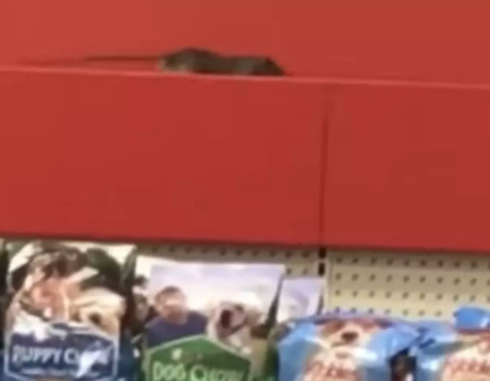 Target Store Stops Selling Food Items After Rats Spotted in Store [VIDEO]