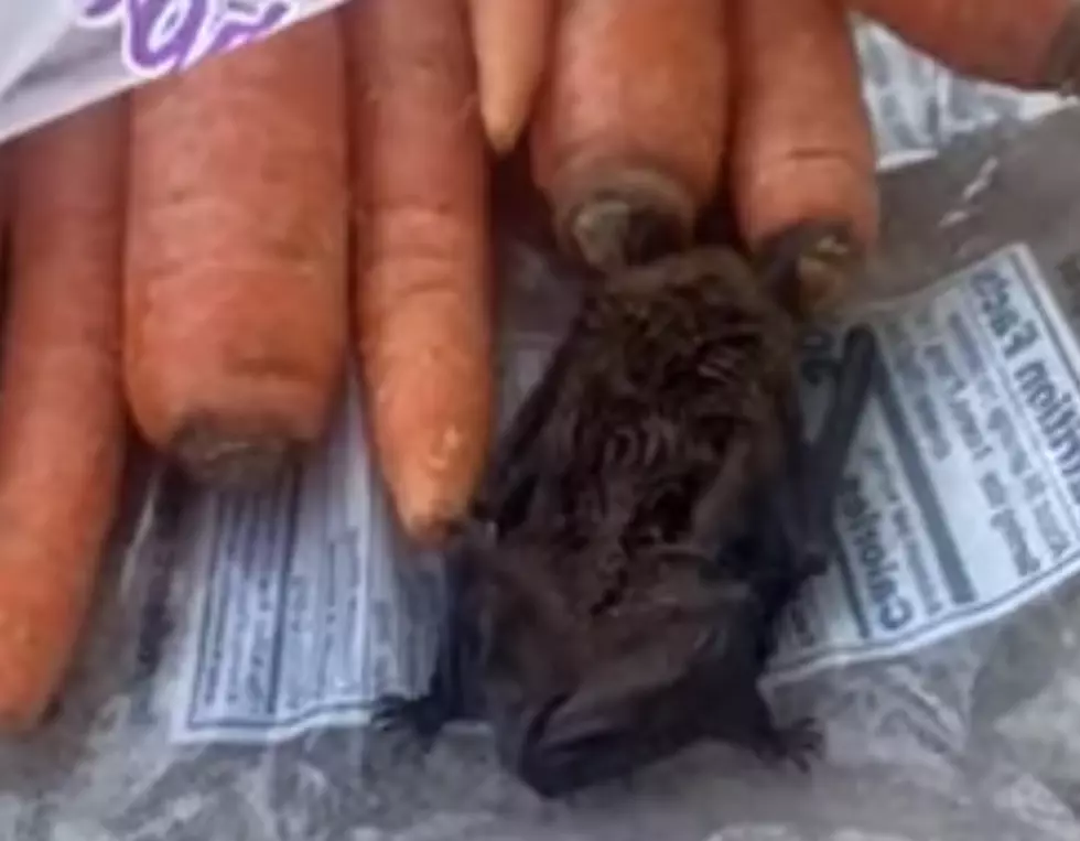 Woman Allegedly Finds Live Bat in Bag of Carrots [VIDEO]