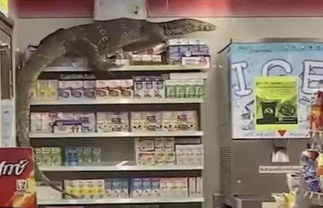 Giant Lizard Climbs Wall in Grocery Store [VIDEO]