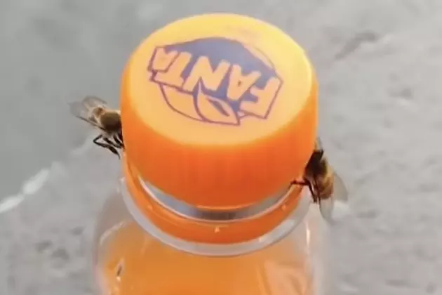 Bees Work Together to Remove Bottle Cap from Drink [VIDEO]