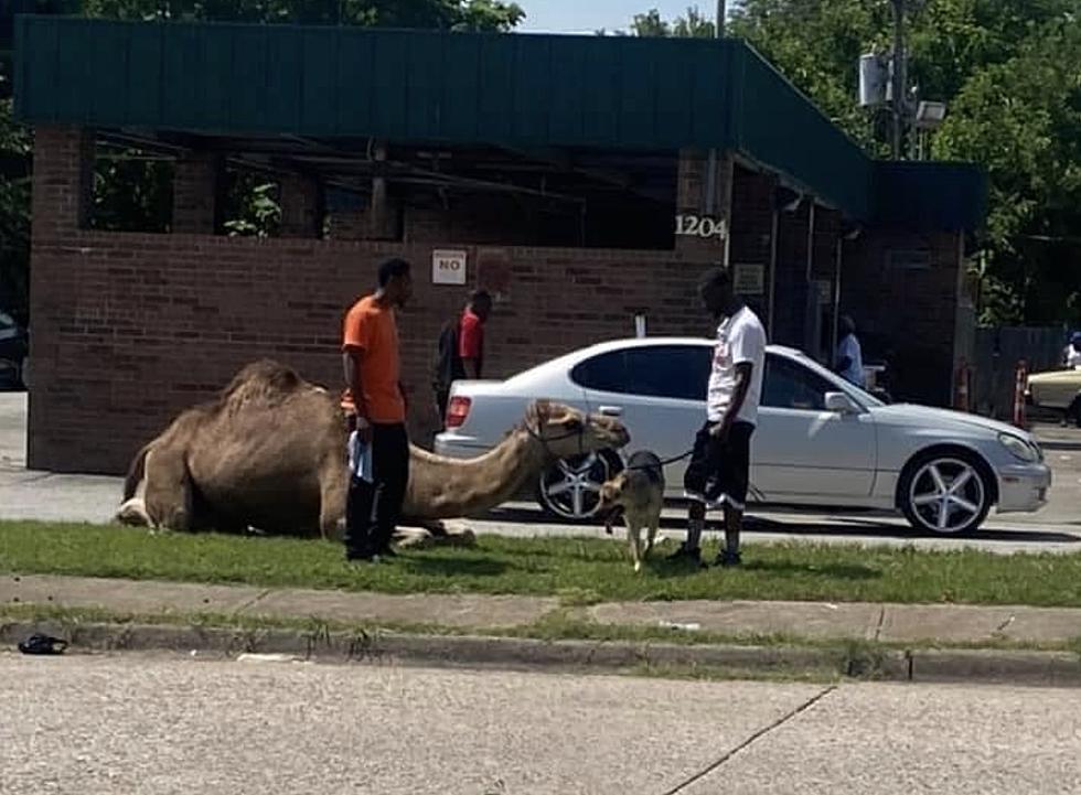 No, There Wasn’t a Camel at a Car Wash in New Iberia—But the Photo is Very Real