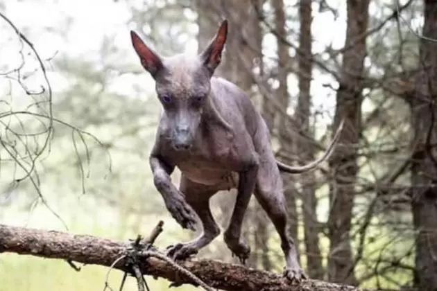 Strange Animal Reportedly Caught on Trail Camera in Louisiana [PHOTO]