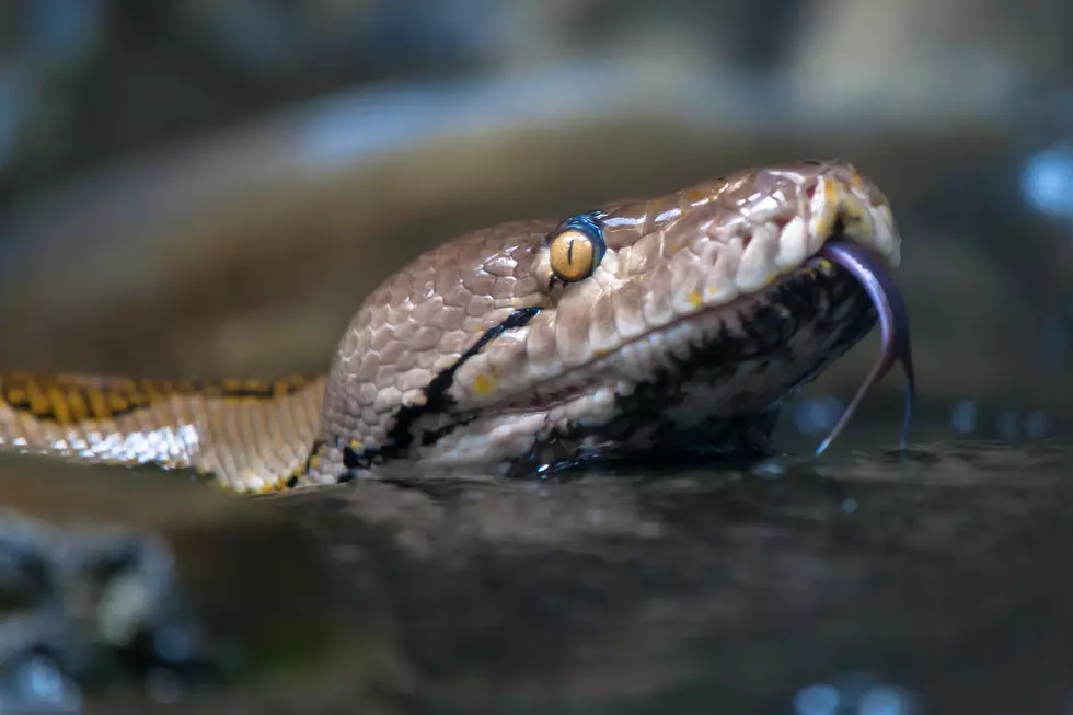 Are Snakes That Swim Above Water Venomous?