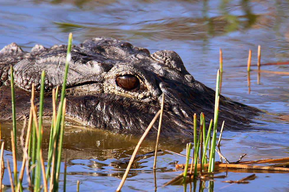 Louisiana Woman Feeds Alligator Using Set of Tongs [VIDEO]
