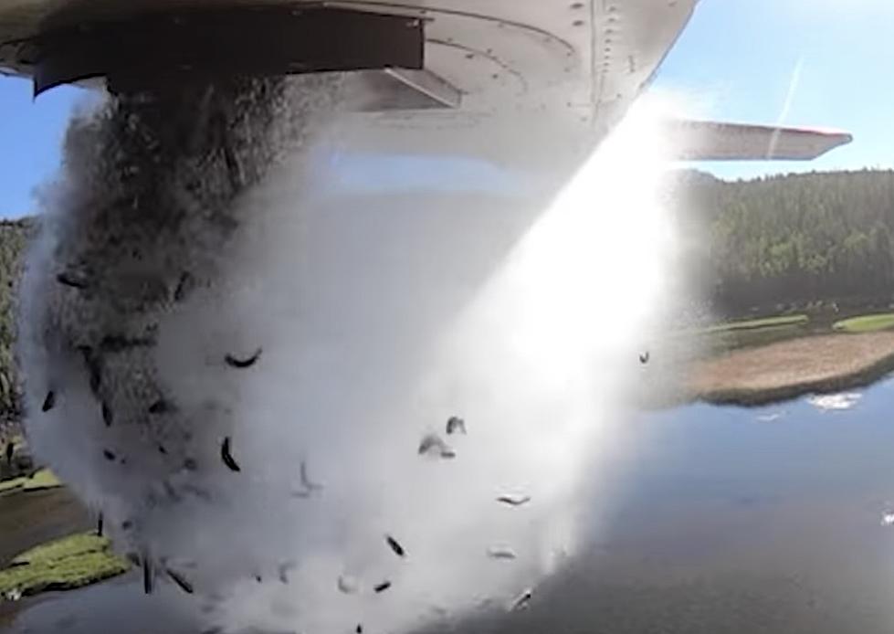 Thousands of Small Fish Are Dropped From Plane Into Lakes [VIDEO]