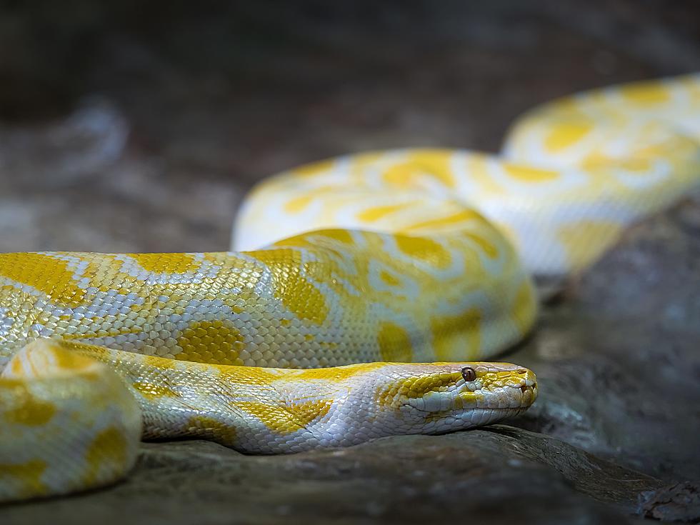 The Missing Python from Mall of Louisiana Has Her Own Twitter