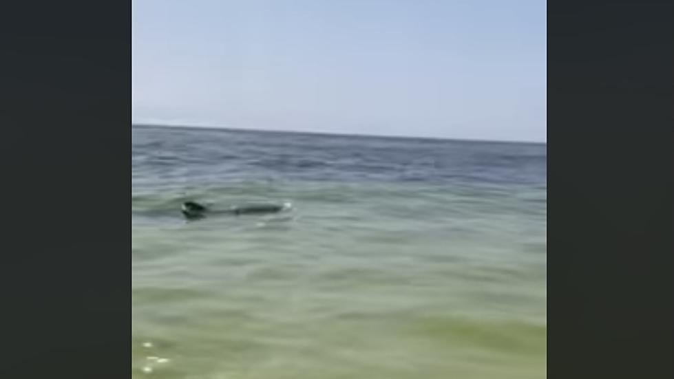 10-Foot-Long Shark Spotted Near Shore In Gulf Shores [VIDEO]